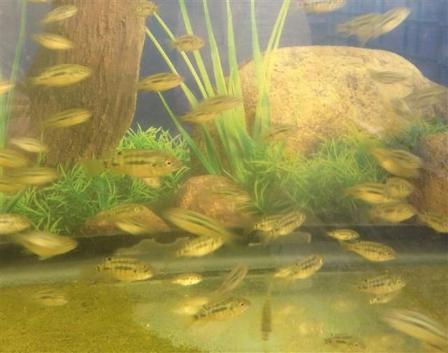 Pure breed Blue Tilapia Fingerlings